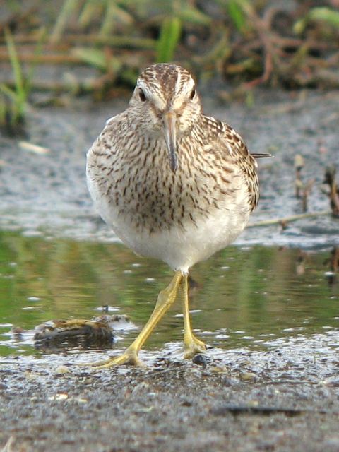 Pectoral Sandpiper